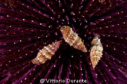 Shells on a sea urchin by Vittorio Durante 